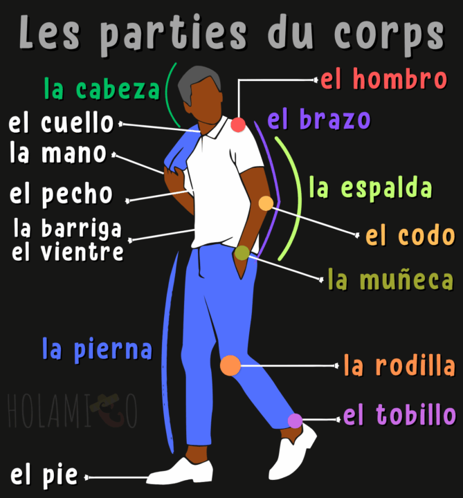 Schéma présentant le s principales parties du corps humain en espagnol avec une illustration